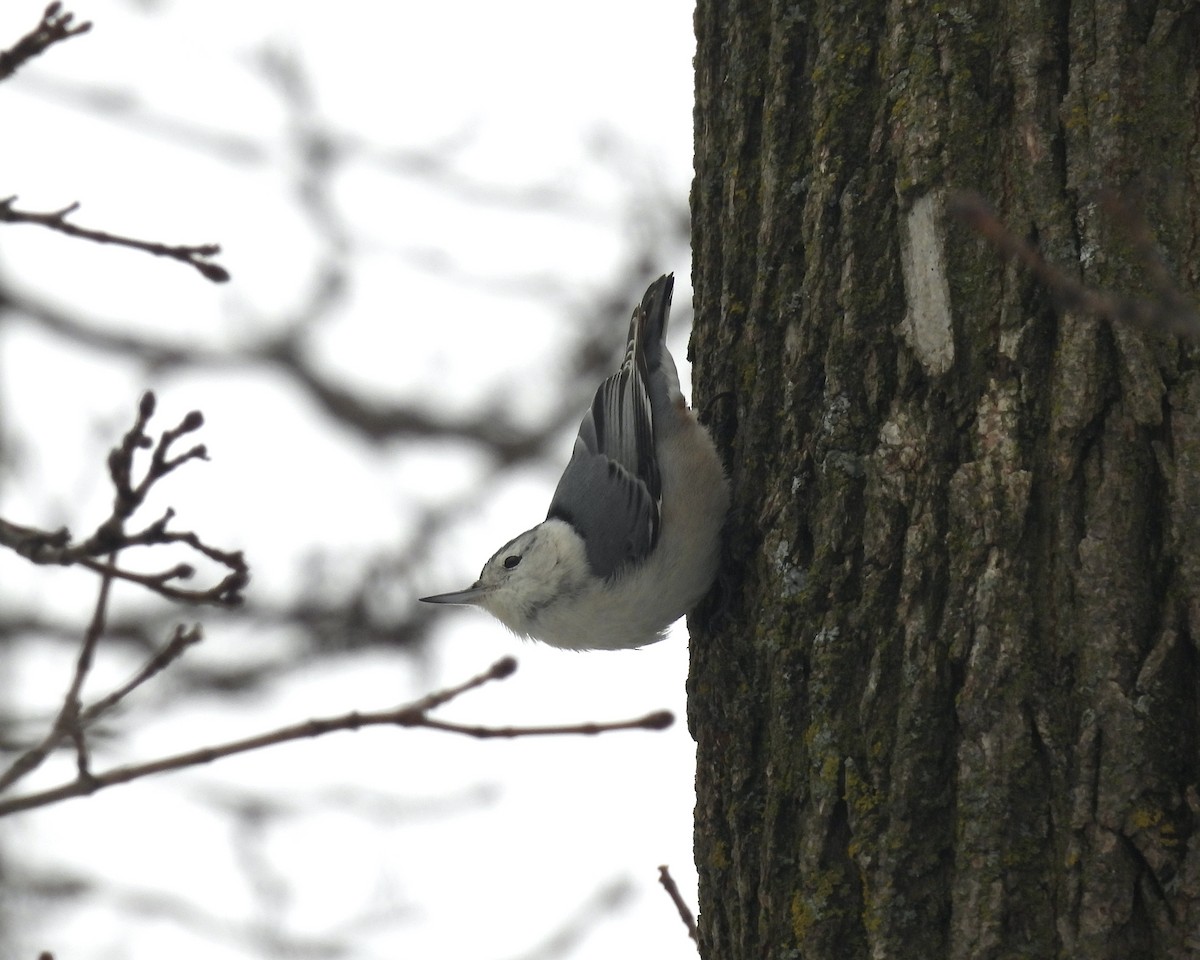 White-breasted Nuthatch - ML628057371