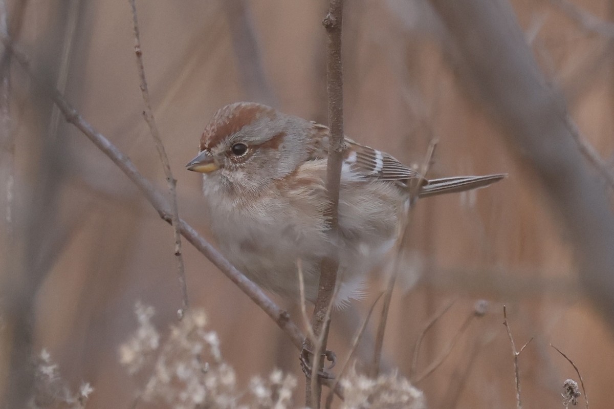 American Tree Sparrow - ML628057464