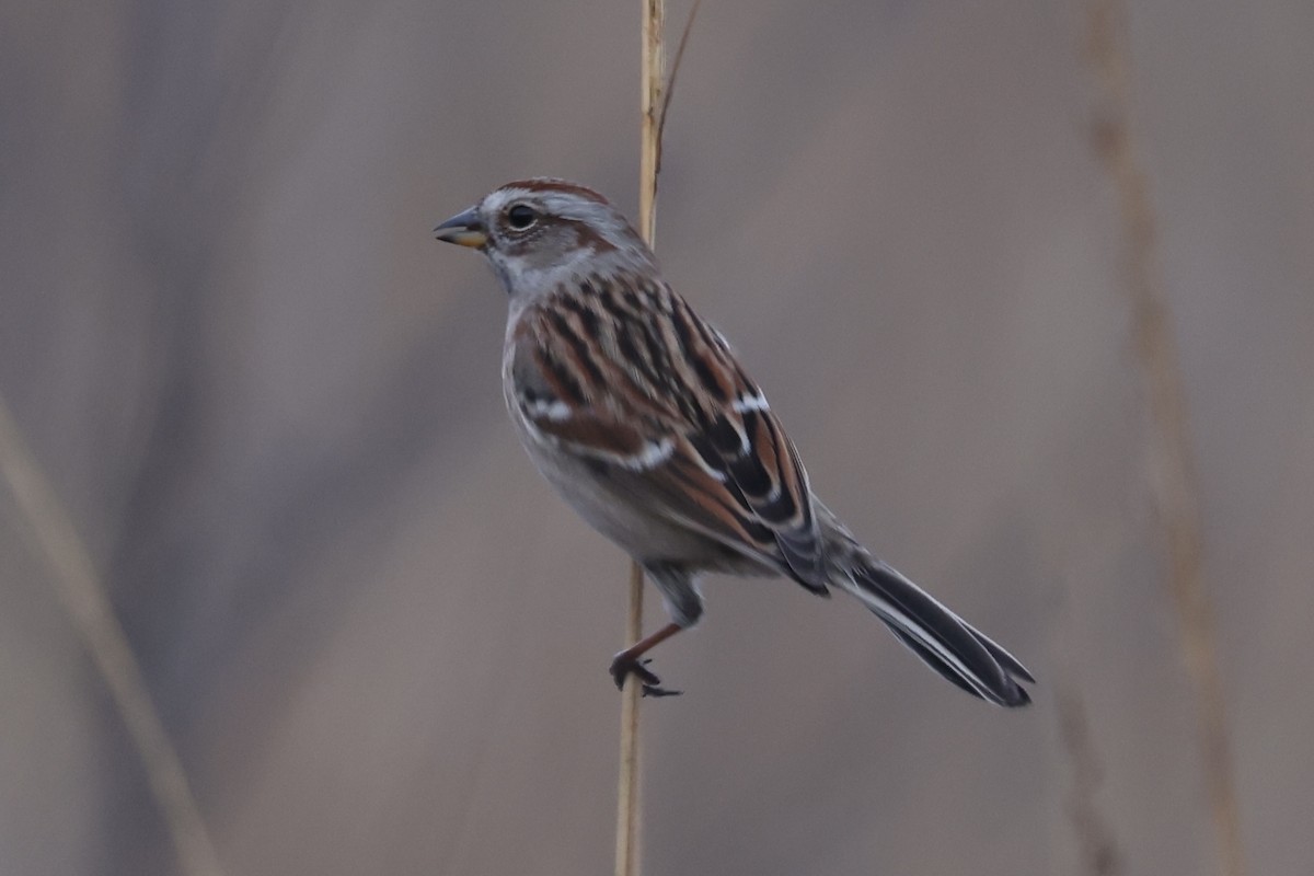 American Tree Sparrow - ML628057467