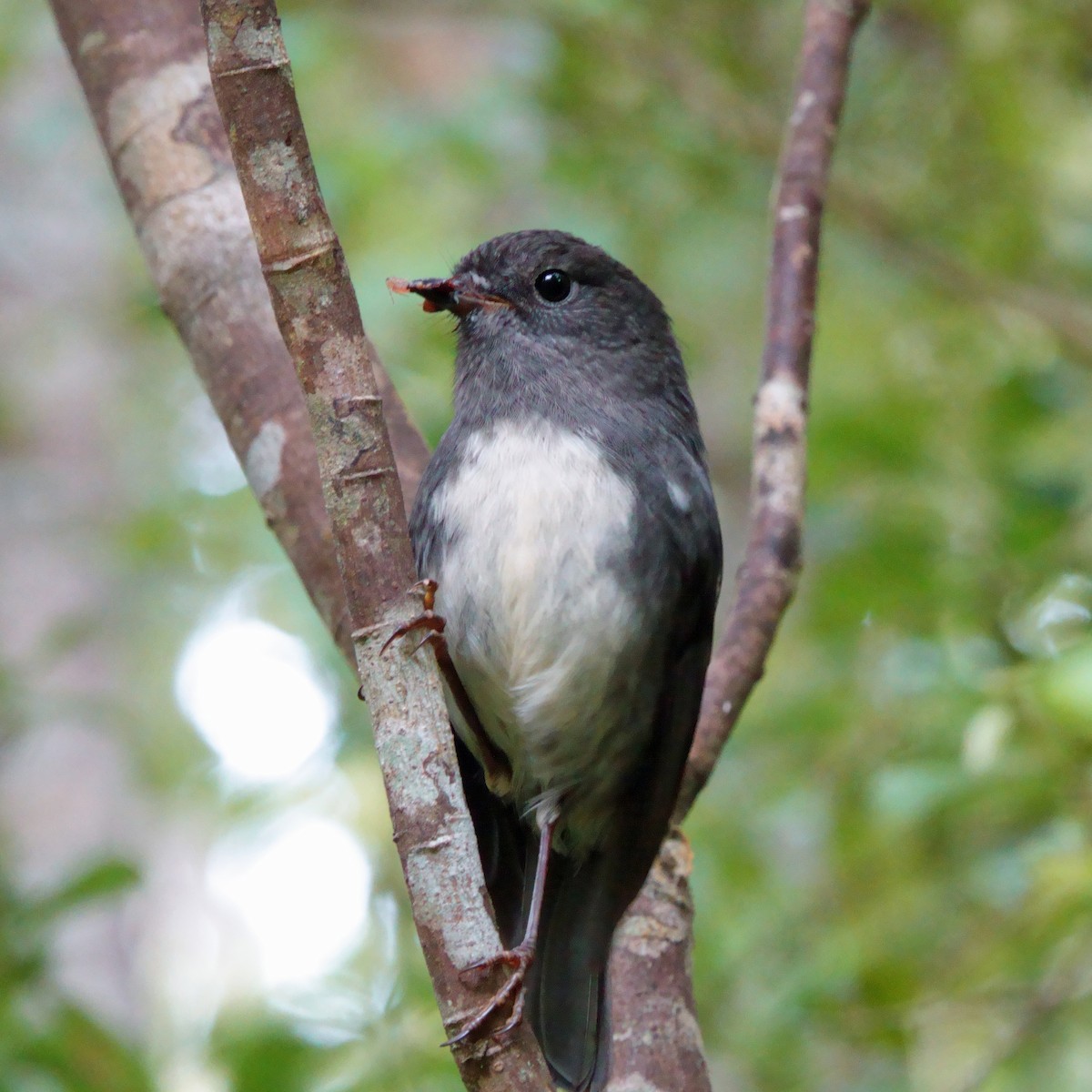 South Island Robin - ML628057492