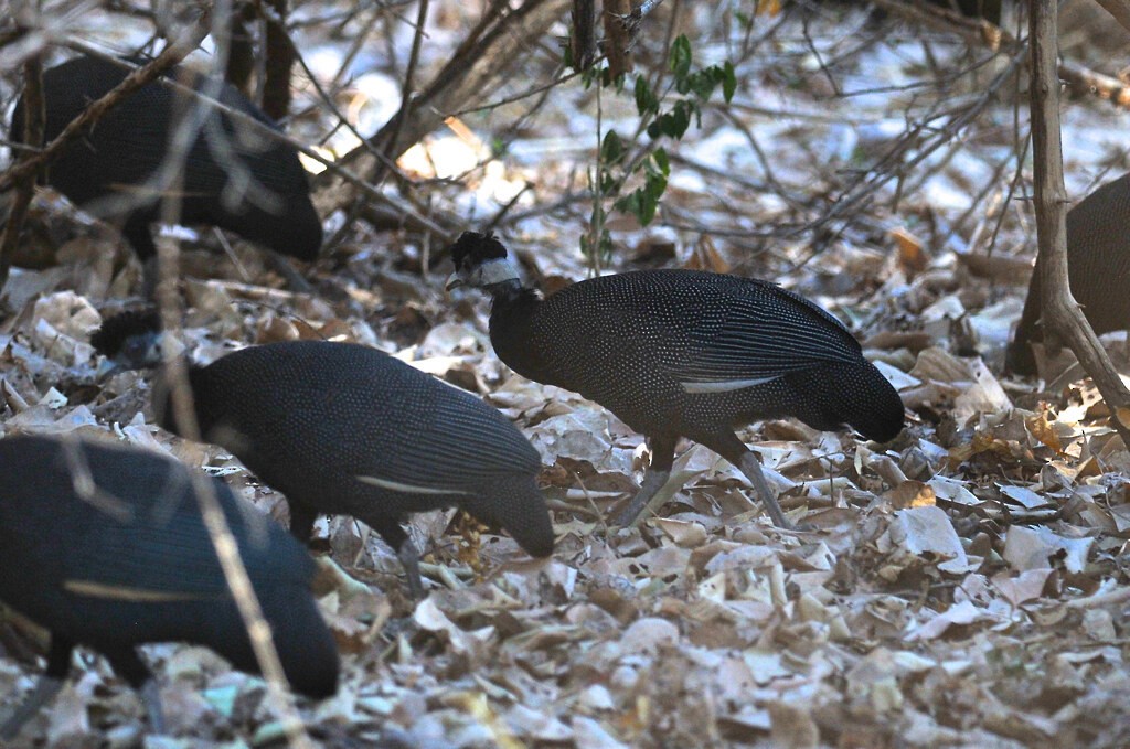 Southern Crested Guineafowl - ML628057516