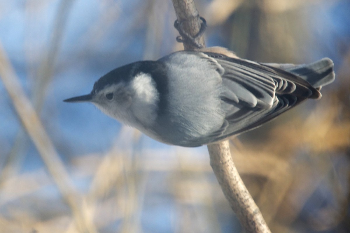 White-breasted Nuthatch - ML628057521