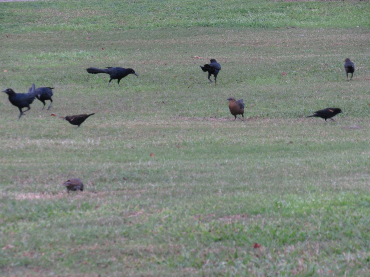 Brewer's Blackbird - ML628057536