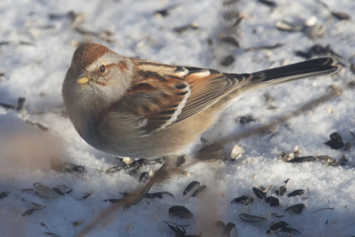 American Tree Sparrow - ML628057541