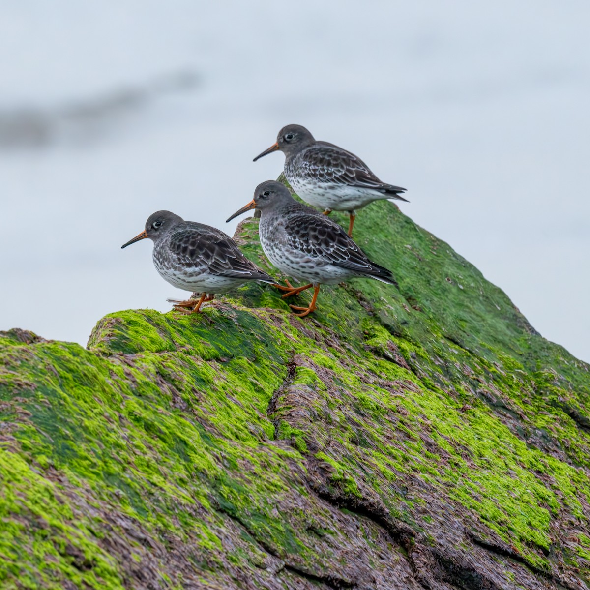 Purple Sandpiper - ML628057543