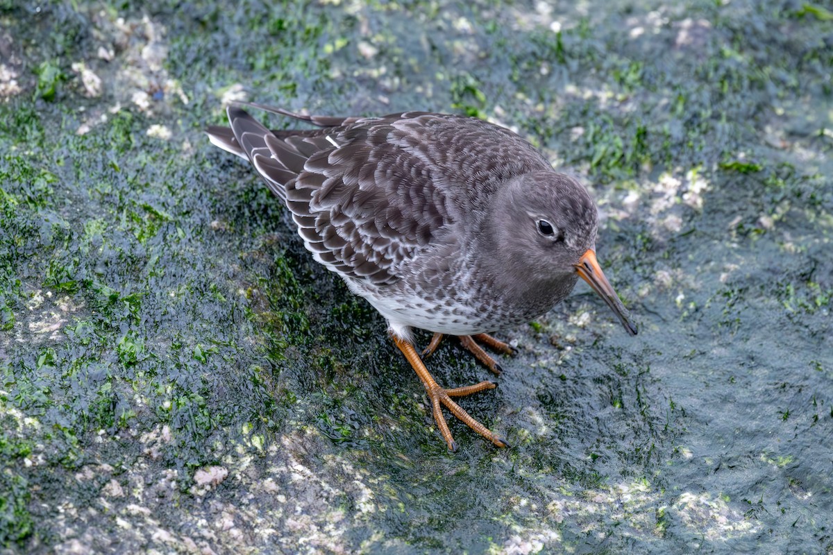 Purple Sandpiper - ML628057544