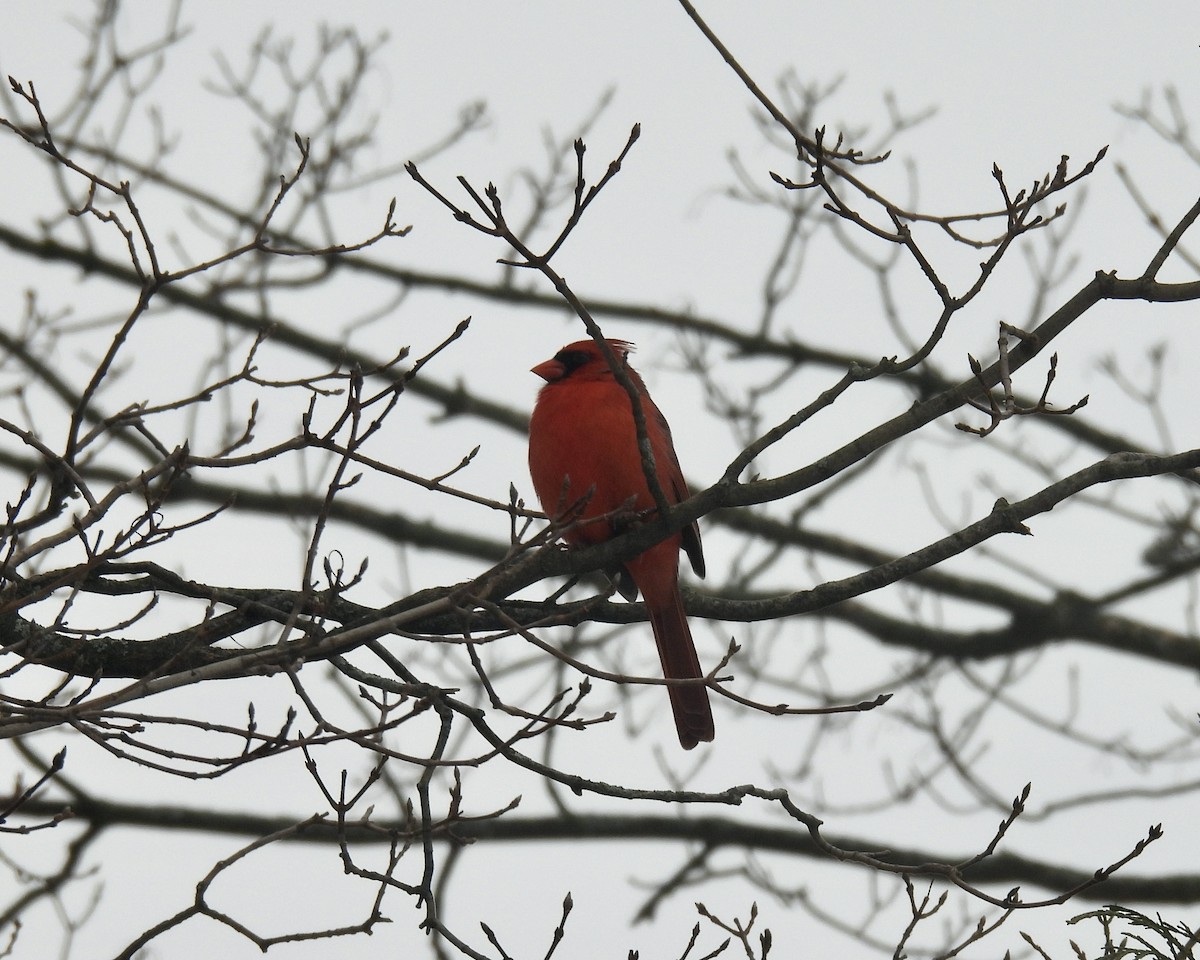 Northern Cardinal - ML628057591