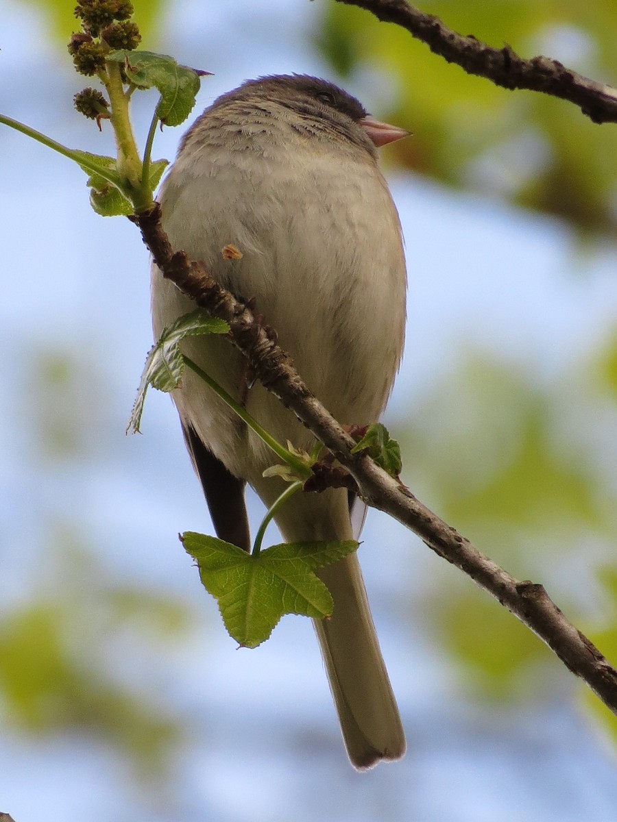 Junco ardoisé (hyemalis/carolinensis) - ML628057735