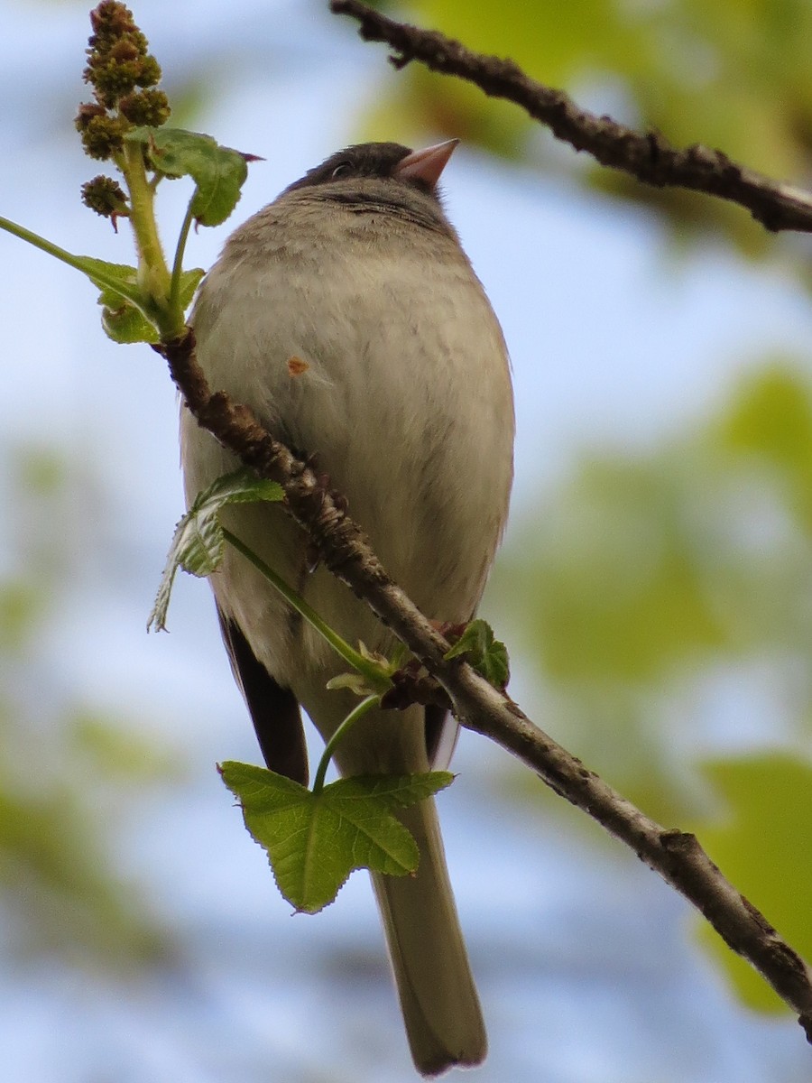 Junco ardoisé (hyemalis/carolinensis) - ML628057737