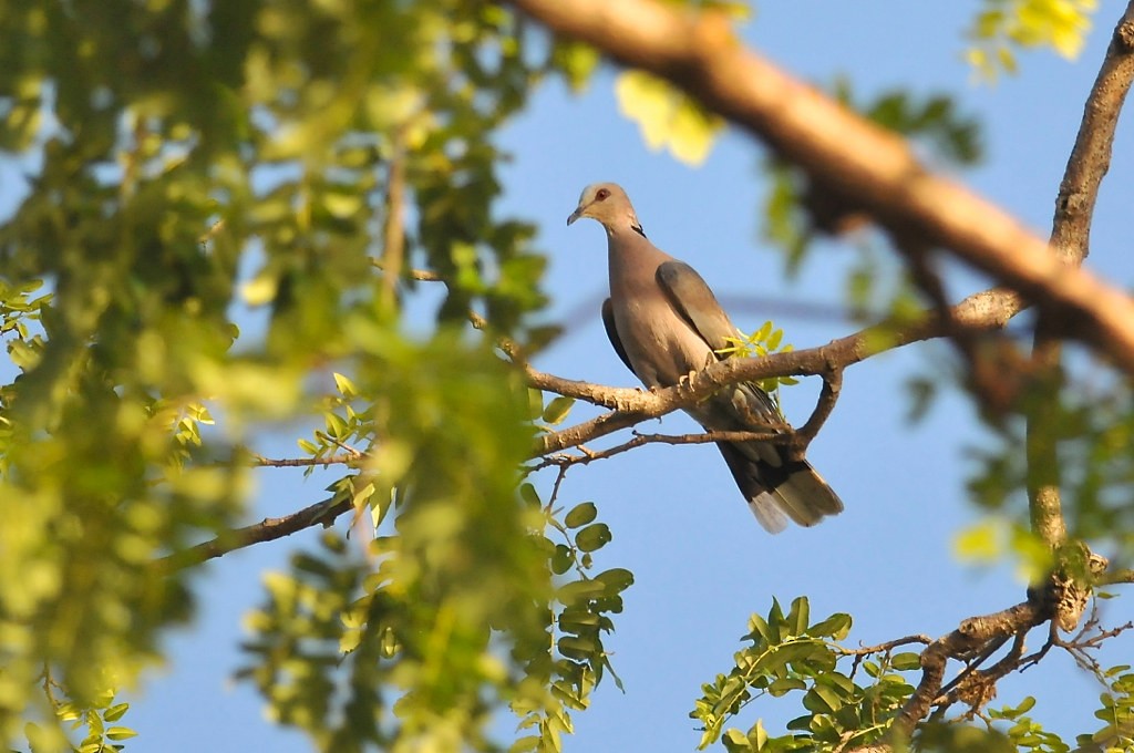 Red-eyed Dove - ML628057774