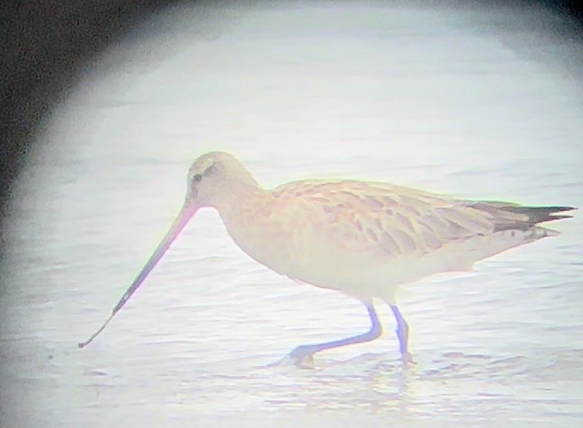 Bar-tailed Godwit - ML628057841