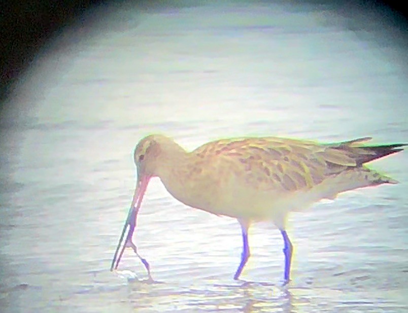 Bar-tailed Godwit - ML628057842