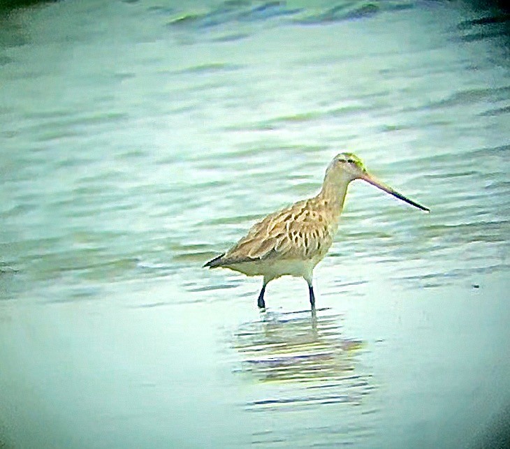 Bar-tailed Godwit - ML628057843