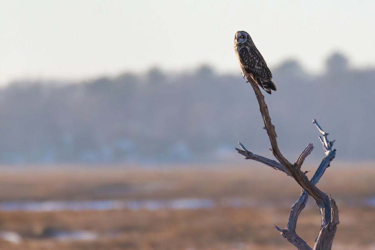 Hibou des marais - ML628057873