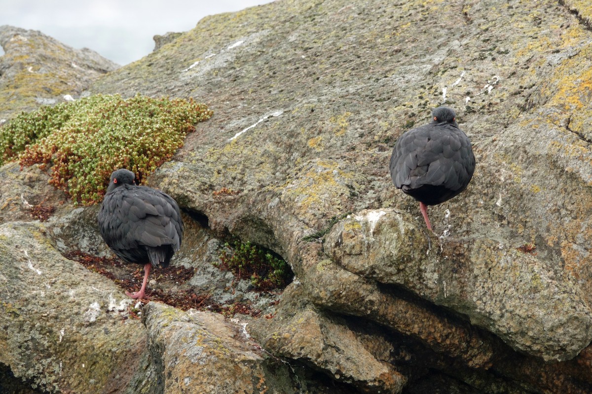 Variable Oystercatcher - ML628057904