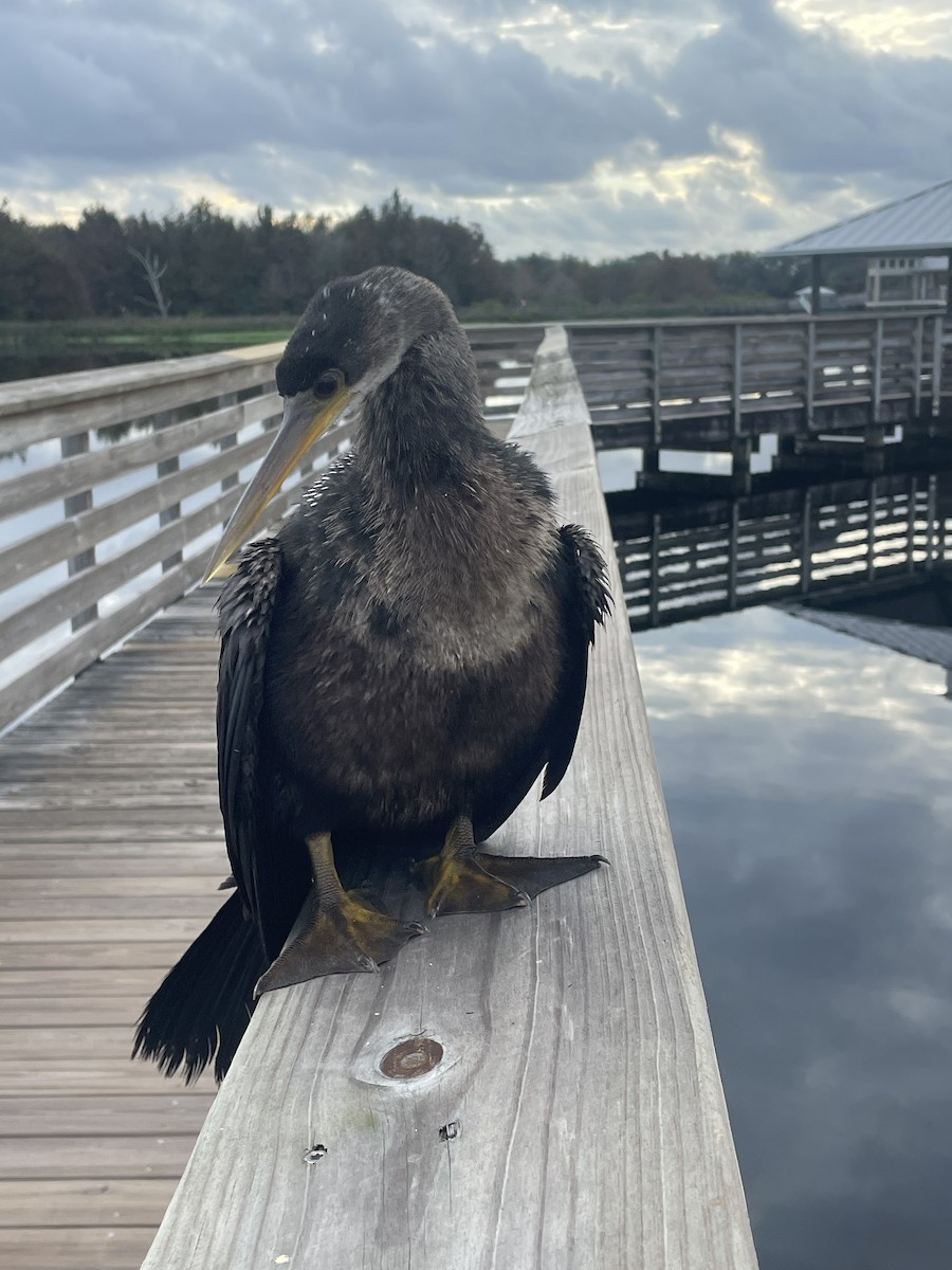 Anhinga - ML628057962