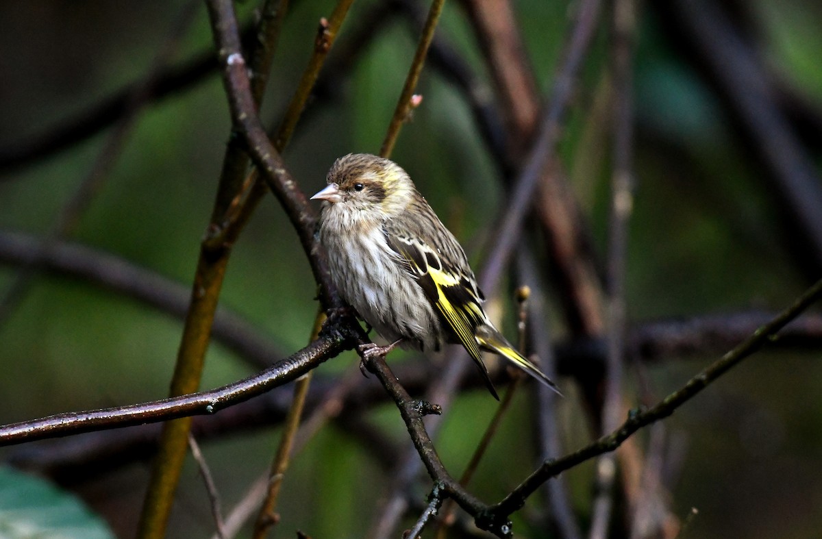 Pine Siskin (green morph) - ML628057964