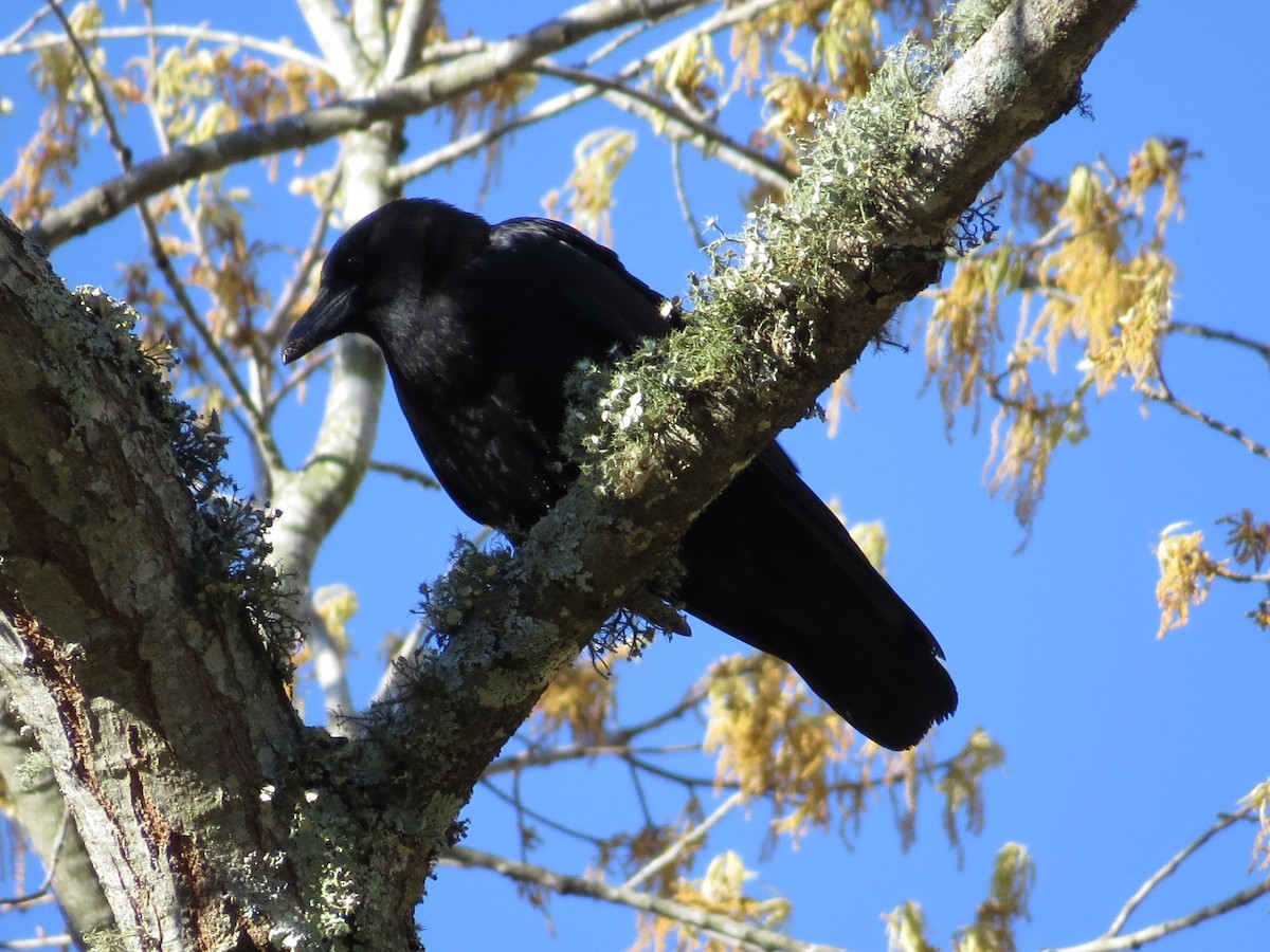 American Crow - ML628057974