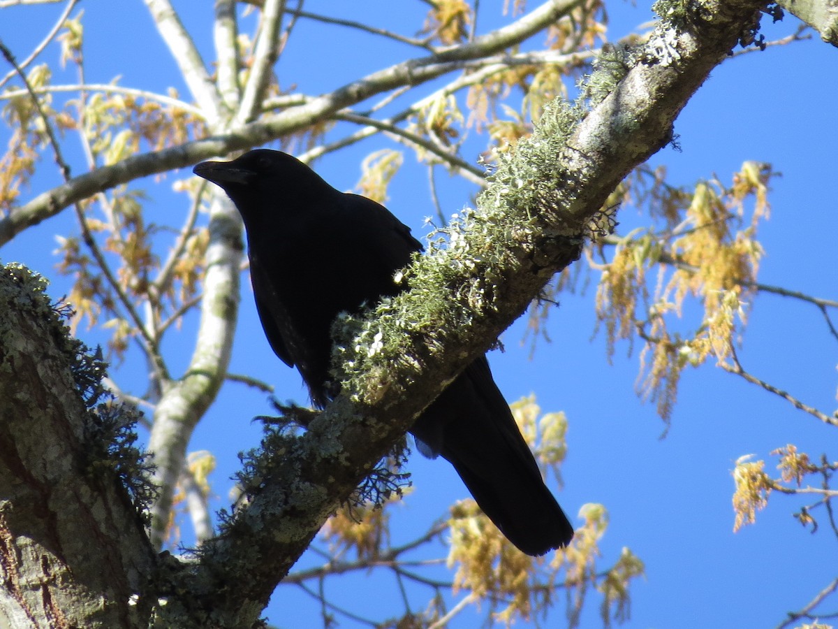 American Crow - ML628057975