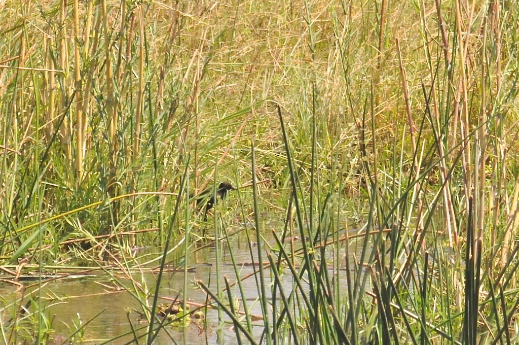 Black Crake - ML628057986