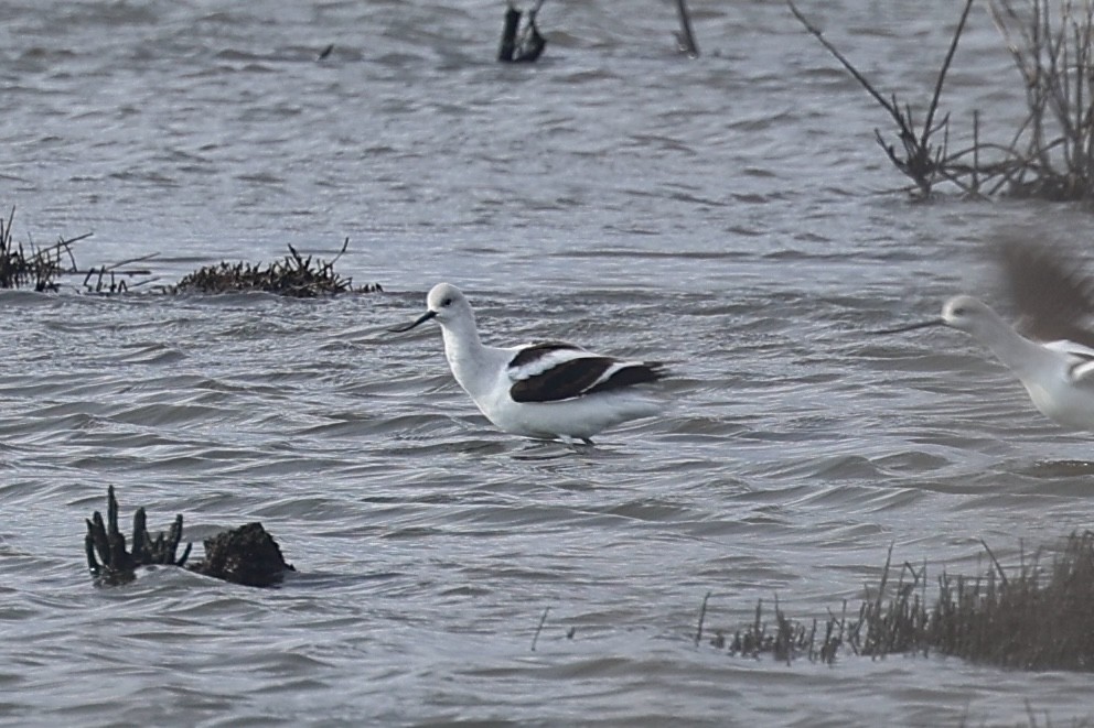 American Avocet - ML628058036