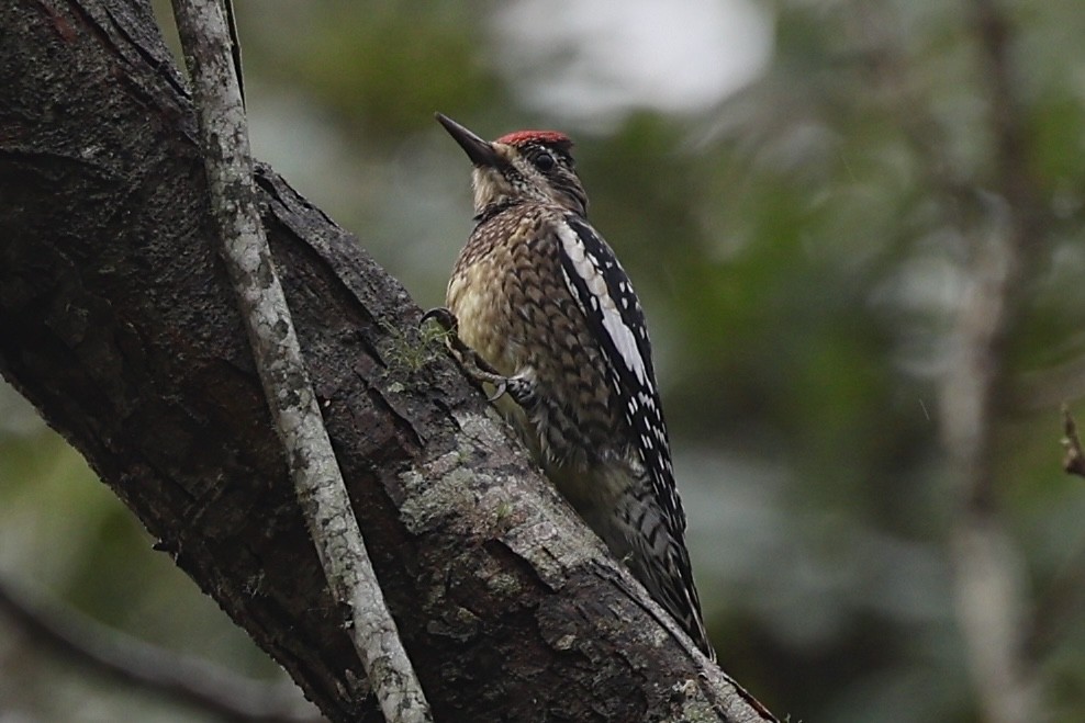 Yellow-bellied Sapsucker - ML628058052