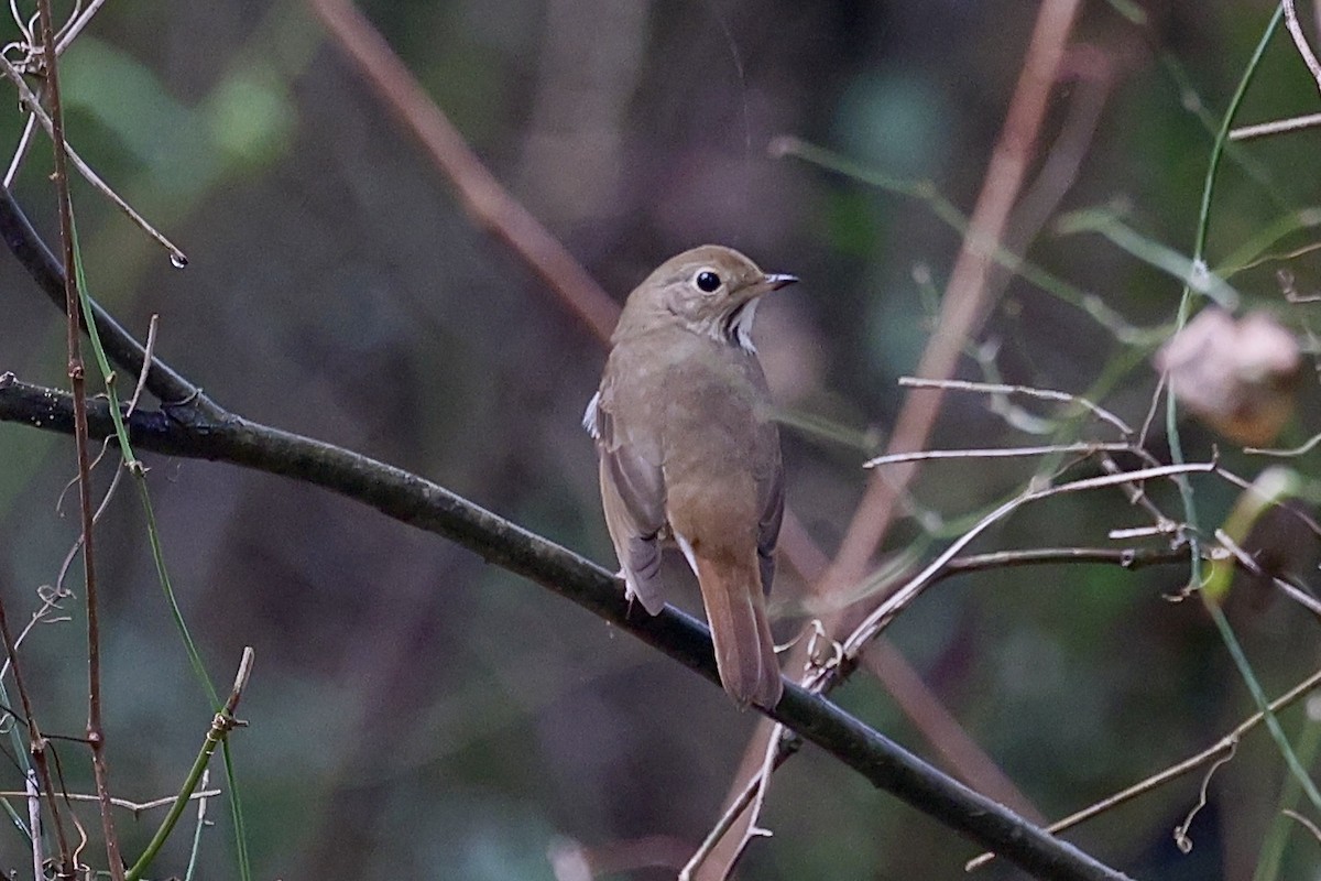 Hermit Thrush - ML628058063