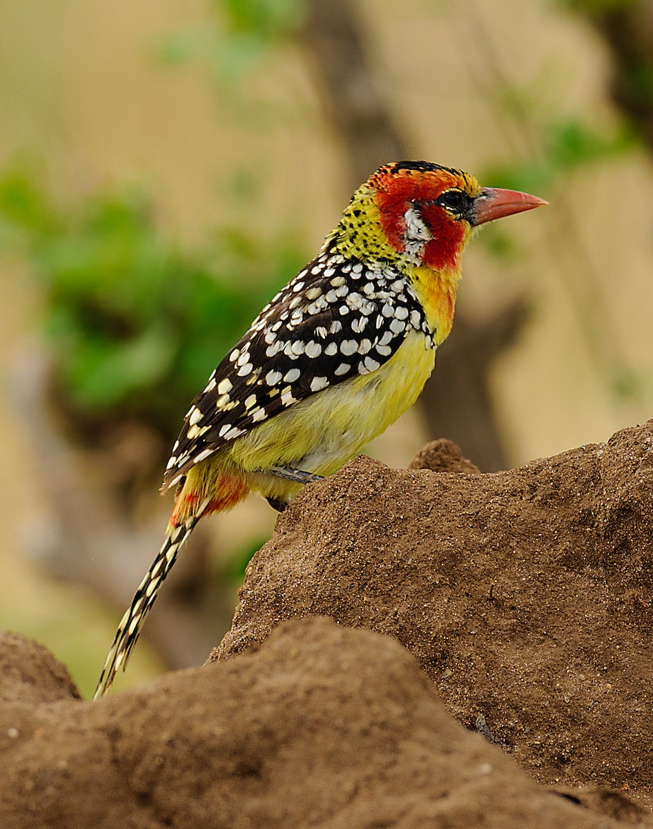 Red-and-yellow Barbet - ML628058074