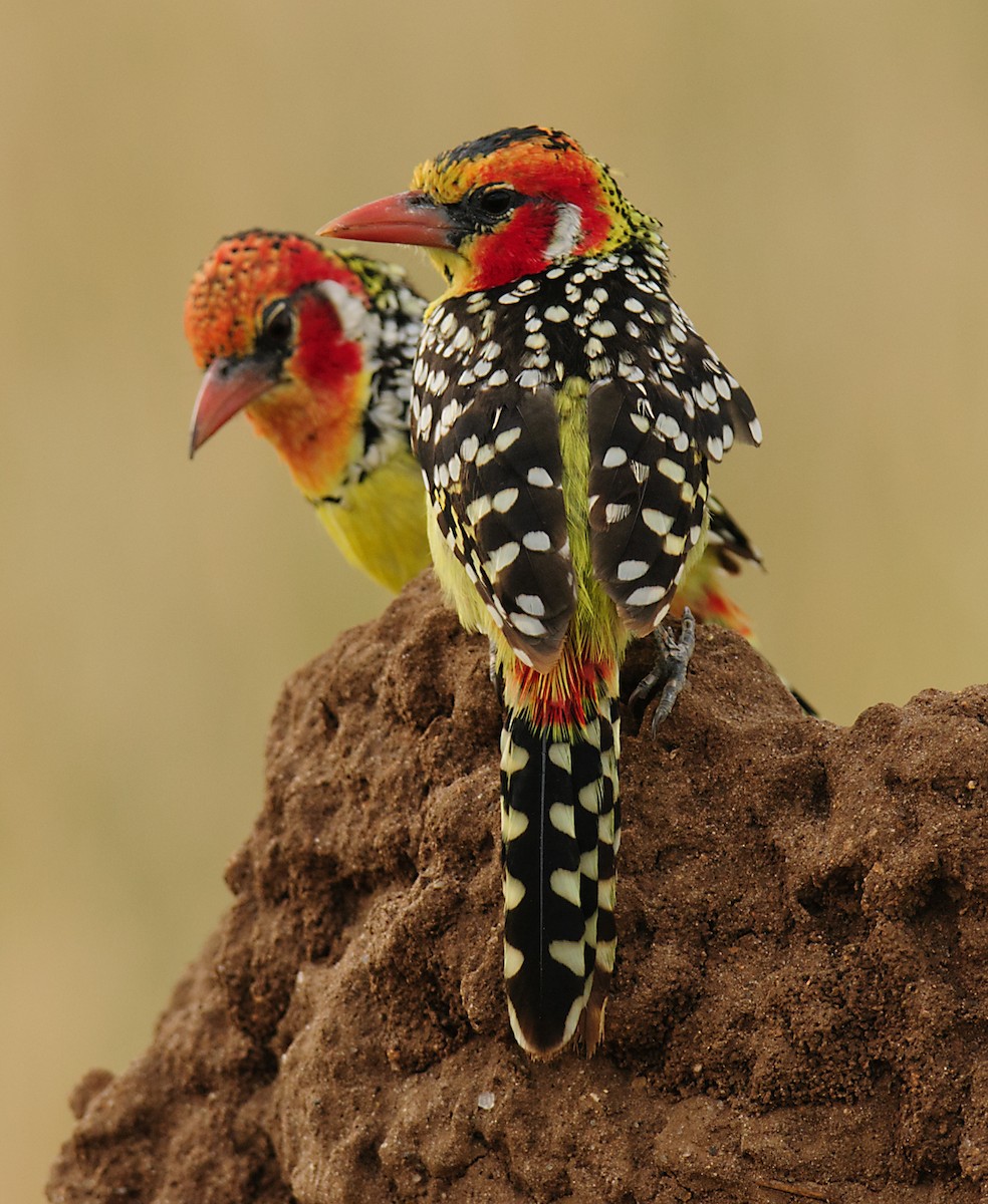 Red-and-yellow Barbet - ML628058088