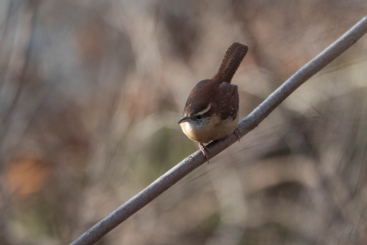 Carolina Wren - ML628058126