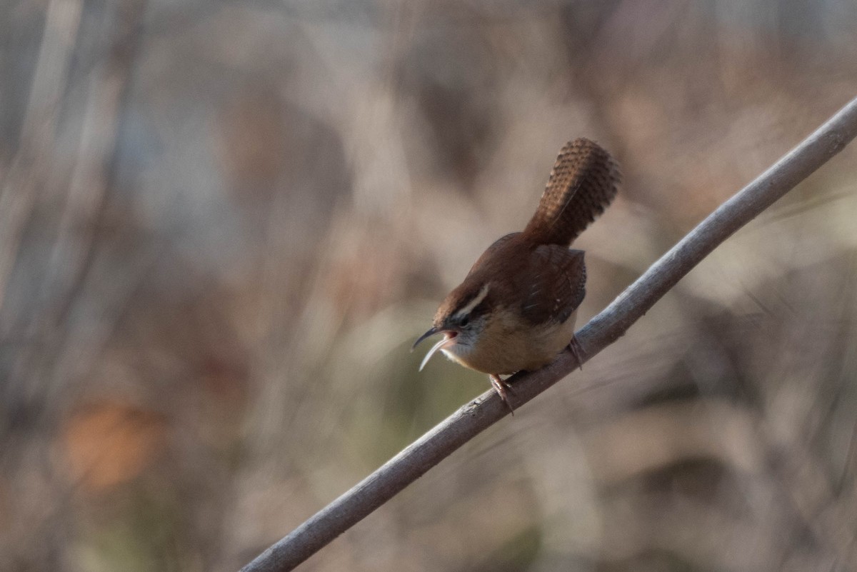 Carolina Wren - ML628058127