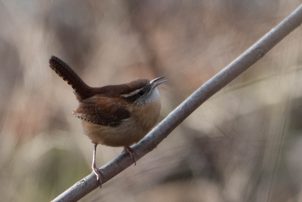 Carolina Wren - ML628058128