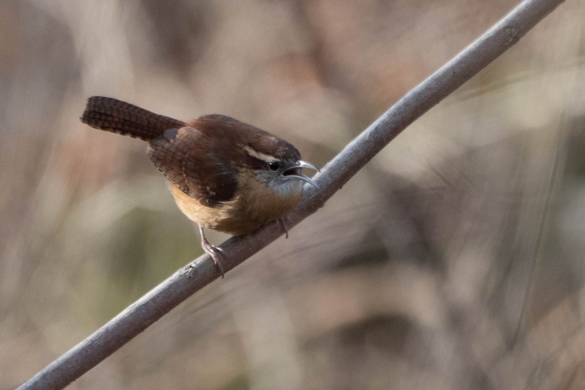 Carolina Wren - ML628058129