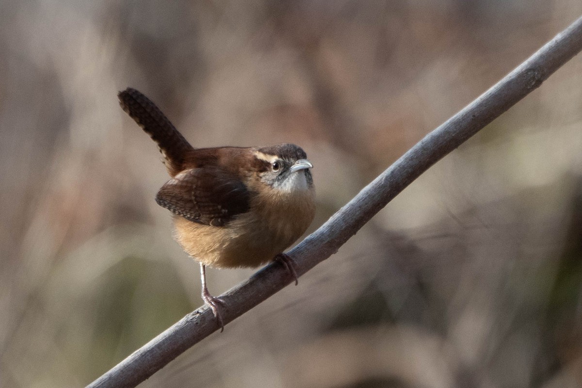 Carolina Wren - ML628058130