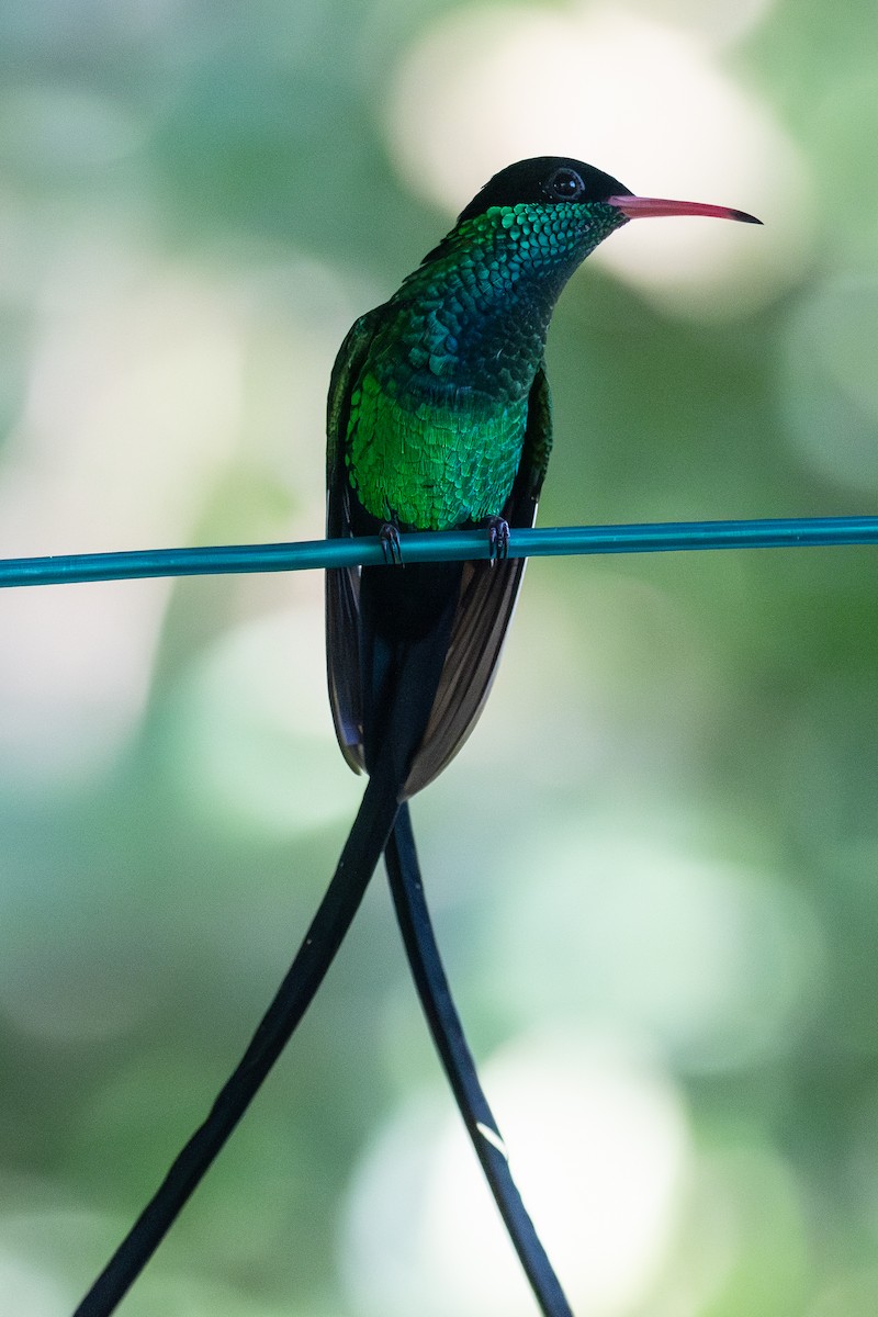 Red-billed Streamertail - ML628058149