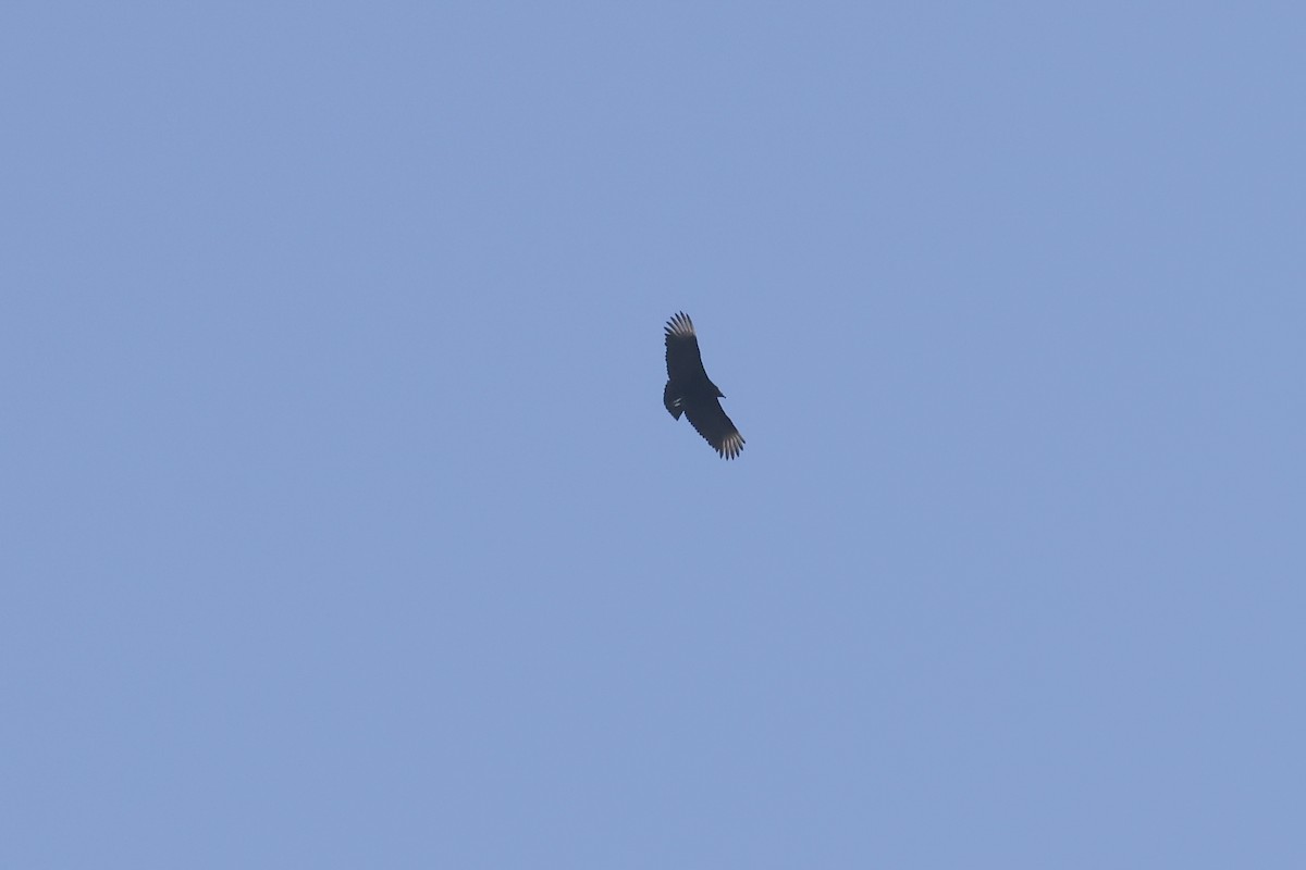 Black Vulture - ML628058205