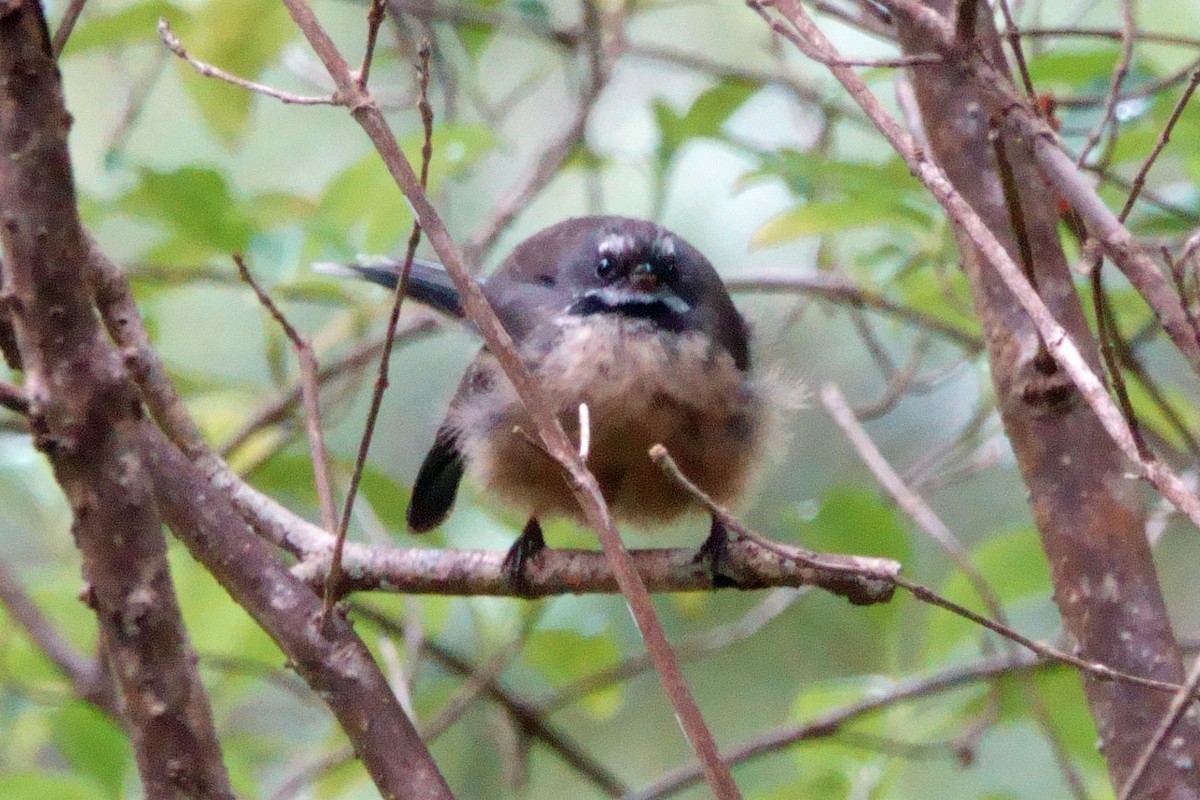 New Zealand Fantail - ML628058222