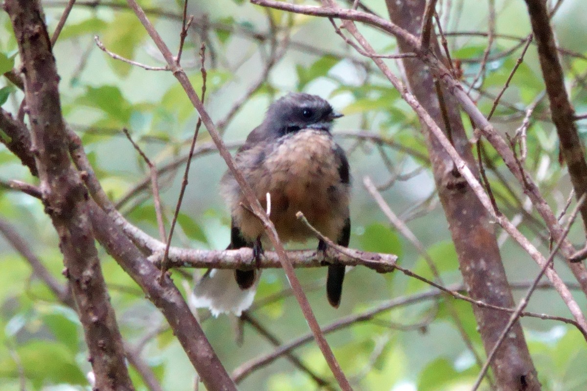 New Zealand Fantail - ML628058223