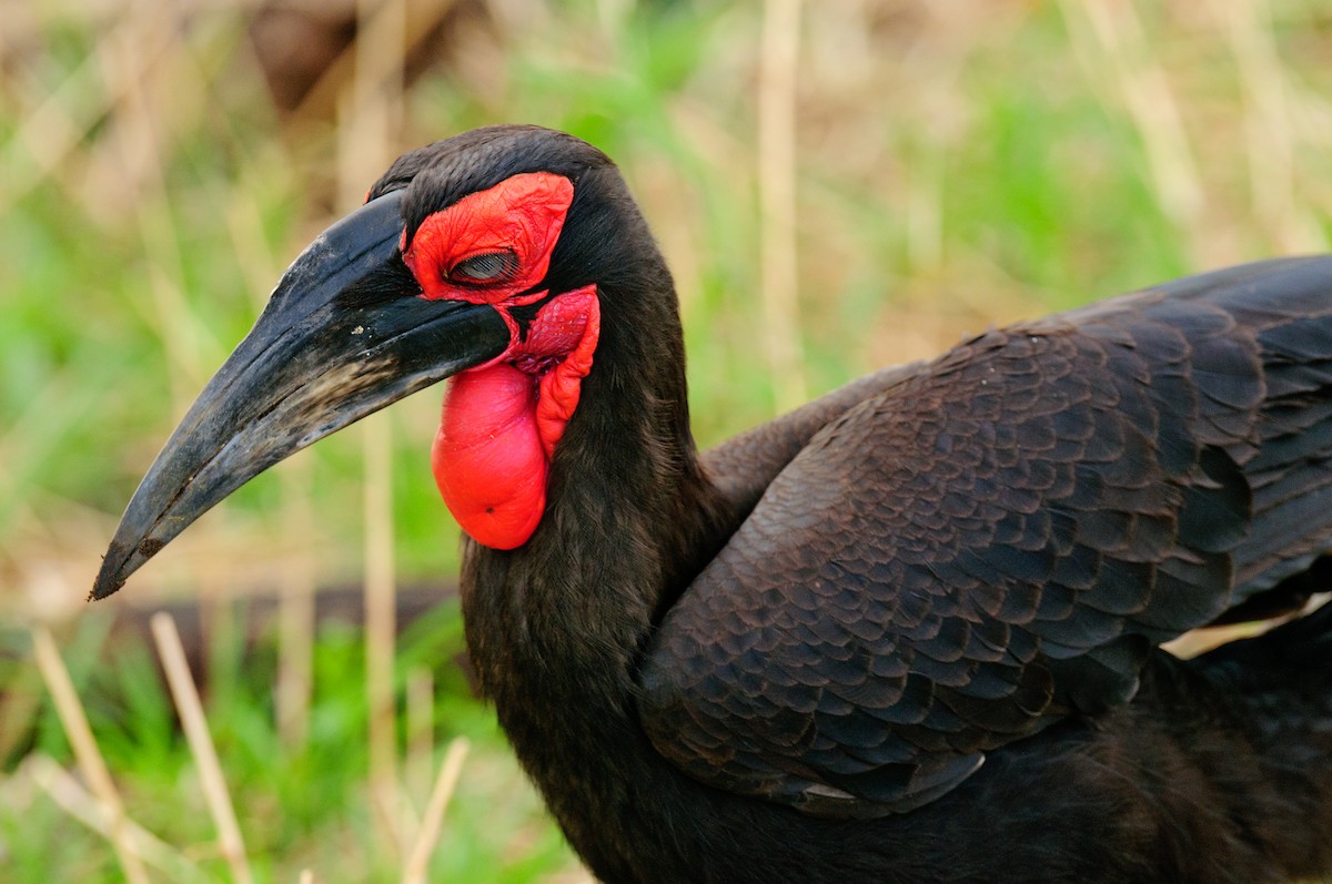 Southern Ground-Hornbill - ML628058236