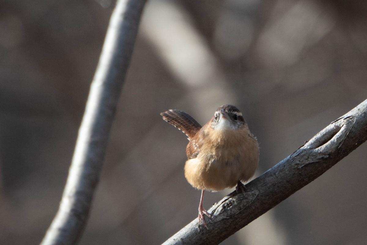 Carolina Wren - ML628058275