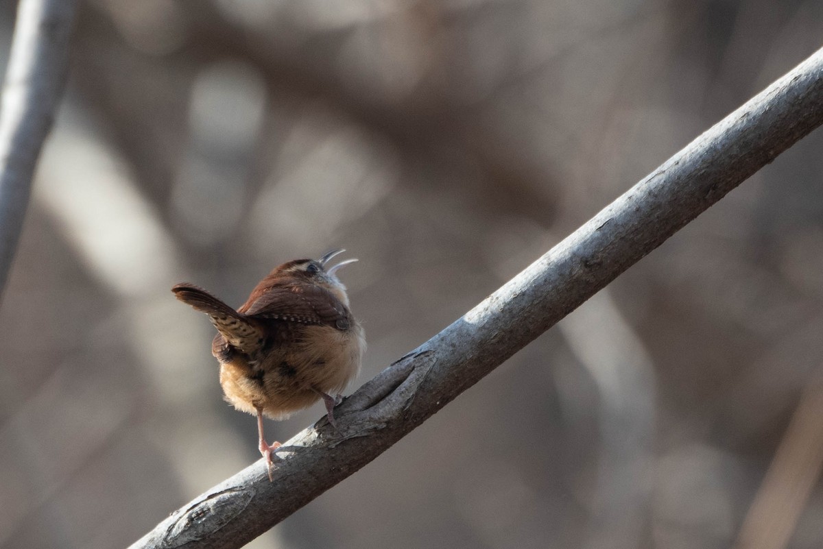 Carolina Wren - ML628058276