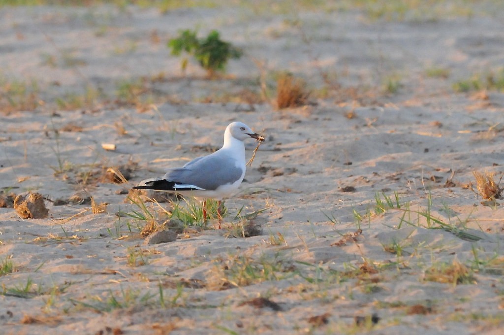 Gray-hooded Gull - ML628058278