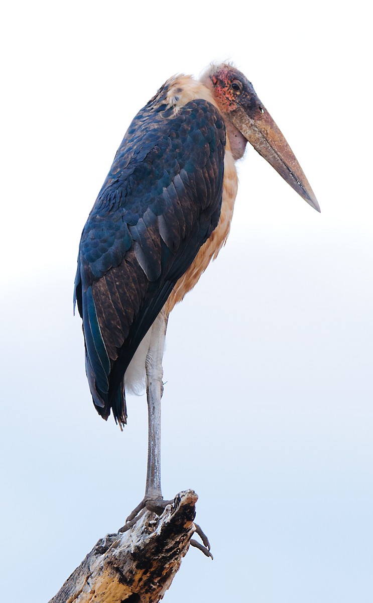 Marabou Stork - ML628058291