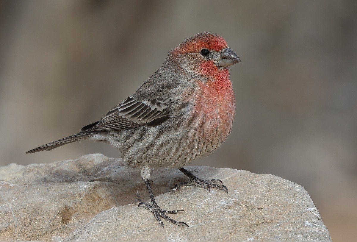 House Finch - ML628058297