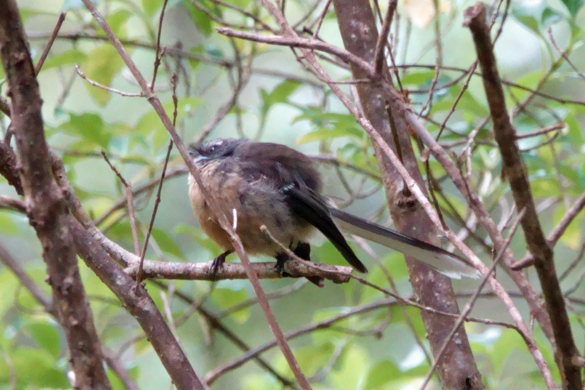 New Zealand Fantail - ML628058325