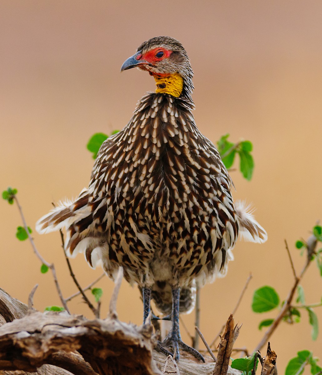 Yellow-necked Spurfowl - ML628058334