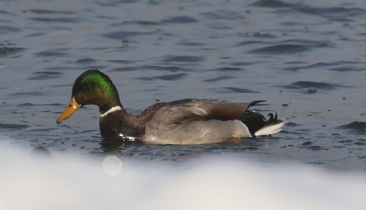 Mallard - ML628058414
