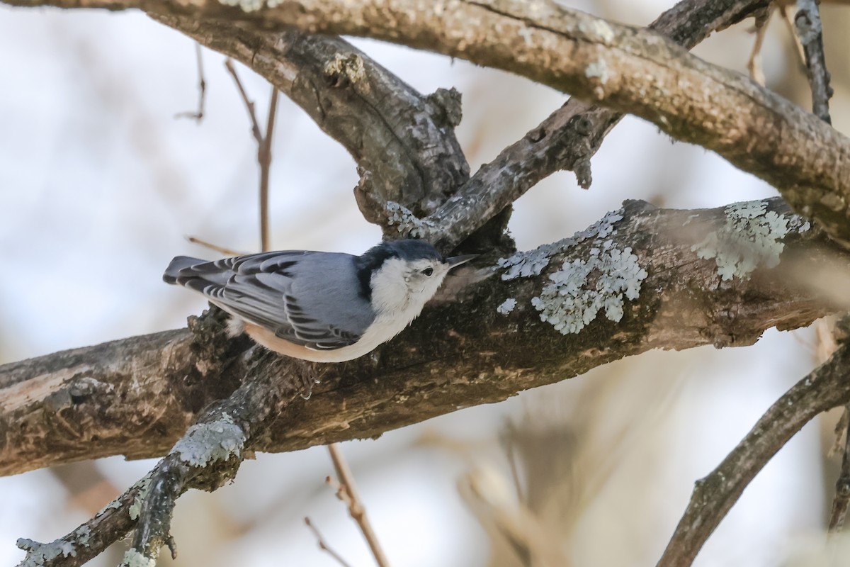 White-breasted Nuthatch - ML628058446