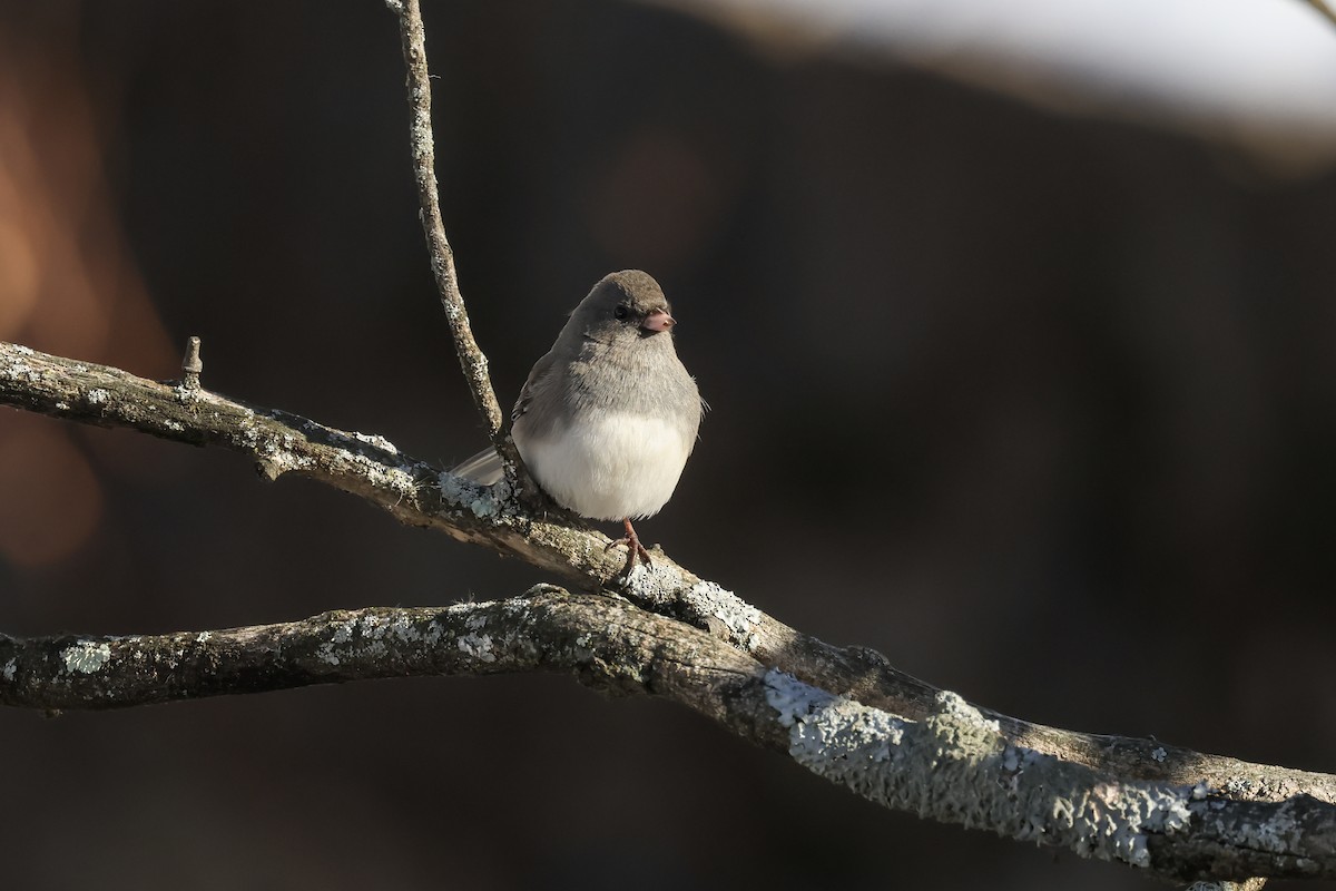 Junco ardoisé - ML628058464