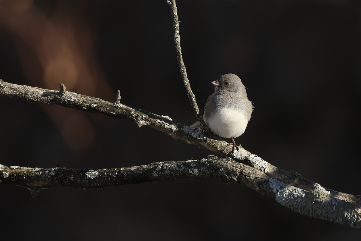 Junco ardoisé - ML628058465